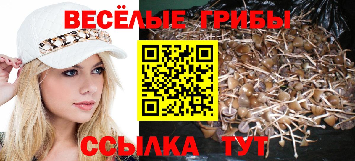 Псилоцибиновые грибы Psilocybe  Вход с VPN  Новоалтайск  Псилоцибиновые грибы мицелий 